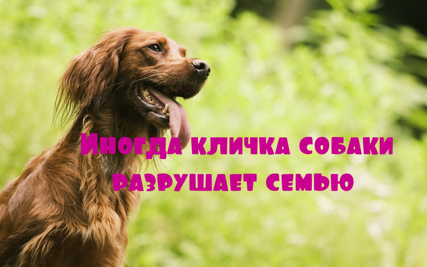 Иногда кличка собаки разрушает семью